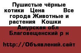 Пушистые чёрные котики › Цена ­ 100 - Все города Животные и растения » Кошки   . Амурская обл.,Благовещенский р-н